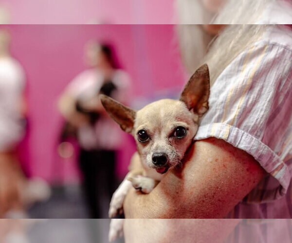 Medium Photo #4 Chihuahua Puppy For Sale in Shermans Dale, PA, USA