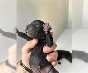 American Pit Bull Terrier-Unknown Mix Dogs for adoption in Houston, TX, USA