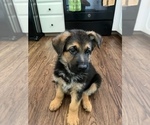 Small Photo #3 German Shepherd Dog Puppy For Sale in THORNTON, CO, USA