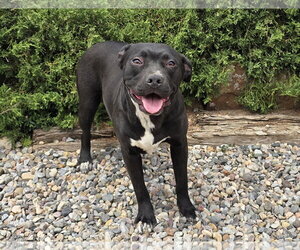Exotic Ms Ebony ~ Delightful ! - Female American Staffordshire Terrier Dog for Adoption - Photo #2