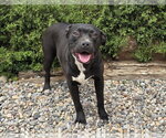 Small #1 American Staffordshire Terrier