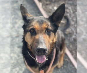 German Shepherd Dog Dogs for adoption in Martinez, CA, USA