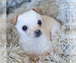 Small #3 Chihuahua