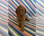 Small Photo #13 Goldendoodle Puppy For Sale in FRESNO, CA, USA
