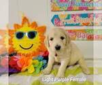 Small Photo #8 Goldendoodle Puppy For Sale in ALTUS, OK, USA