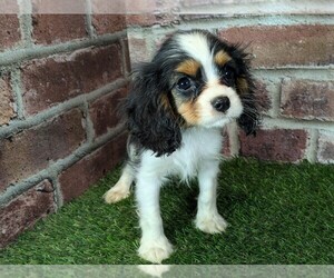 Cavalier King Charles Spaniel Puppy for Sale in MOBERLY, Missouri USA