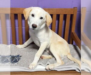 Labrenees Dogs for adoption in Genesee, WI, USA