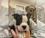 Small #6 Boston Terrier