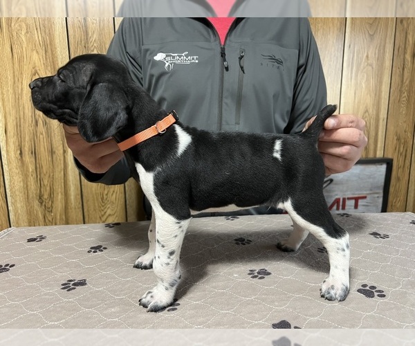 Medium Photo #1 German Shorthaired Pointer Puppy For Sale in LEWELLEN, NE, USA