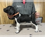 Puppy Orange Collar German Shorthaired Pointer