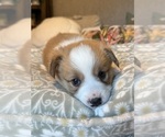 Small #19 Pembroke Welsh Corgi