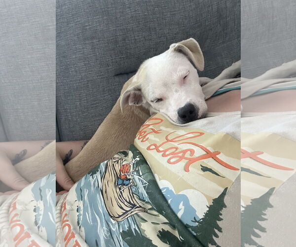 Medium Photo #3 Boxador Puppy For Sale in Chandler, AZ, USA