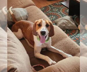 Black and Tan Coonhound-English Foxhound Mix Dogs for adoption in Bristol, CT, USA