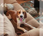 Small Black and Tan Coonhound-English Foxhound Mix