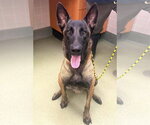Zip - Male Mutt Dog for Adoption - Small photo