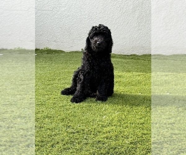 Medium Photo #30 Goldendoodle Puppy For Sale in GIBSONTON, FL, USA