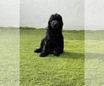 Small Photo #5 Goldendoodle Puppy For Sale in GIBSONTON, FL, USA