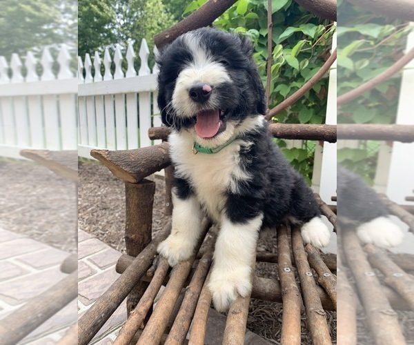 Medium Photo #2 Bordoodle Puppy For Sale in CRESTON, OH, USA
