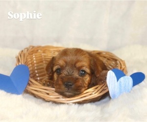 Yorkshire Terrier Puppy for Sale in HILLSBORO, Texas USA