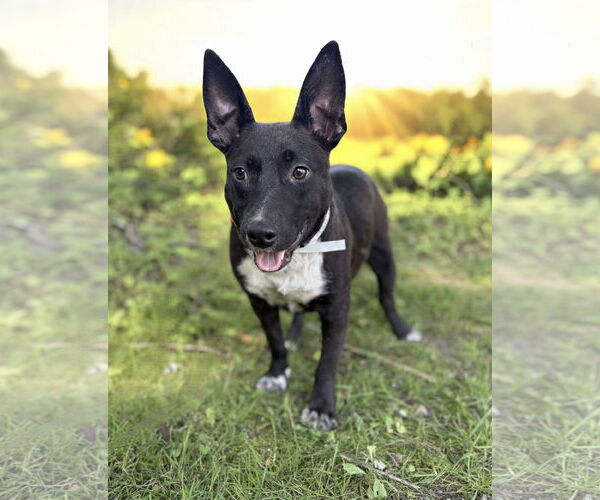 Medium Photo #6 Feist Terrier-Unknown Mix Puppy For Sale in Westwood, NJ, USA