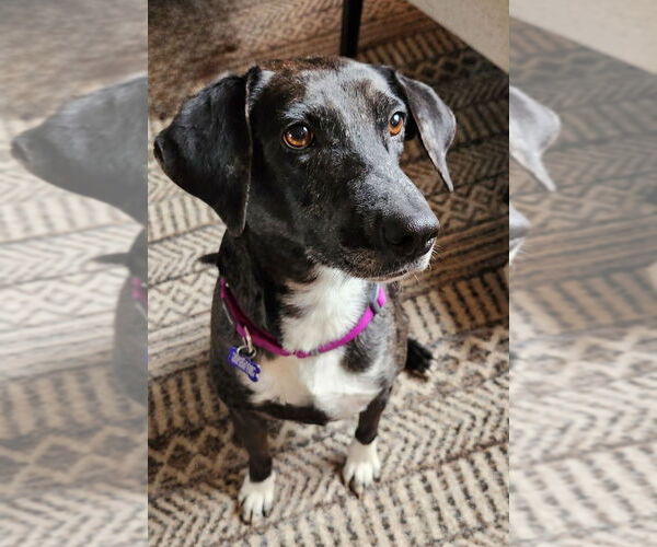 Medium Photo #8 Mutt Puppy For Sale in Oak Bluffs, MA, USA