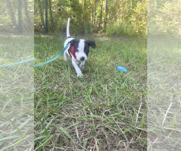 Medium Photo #4 Bulldog-Unknown Mix Puppy For Sale in Tarrytown, GA, USA