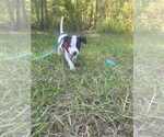 Small #3 Bulldog Mix