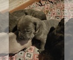 Small Photo #4 Cane Corso Puppy For Sale in NUNICA, MI, USA
