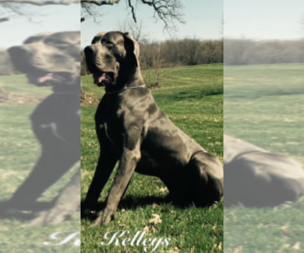 Medium Photo #1 Great Dane Puppy For Sale in BLOOMFIELD, KY, USA