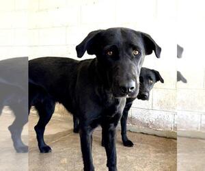 Labrador Retriever Dogs for adoption in San Bernardino, CA, USA