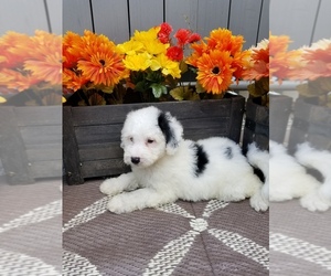 Bernedoodle Puppy for sale in MILLERSVILLE, MD, USA