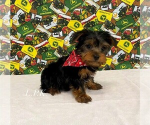 Yorkshire Terrier Puppy for sale in WINNSBORO, LA, USA
