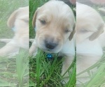 Small Photo #8 Golden Retriever Puppy For Sale in EDOM, TX, USA