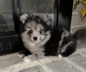 Pomeranian Puppy for sale in BAKERSFIELD, CA, USA