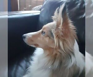 Mutt Dogs for adoption in Columbus, OH, USA