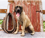 Puppy Della Mastiff