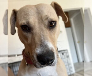 Kitchen - Female Mutt Dog for Adoption - Photo #45