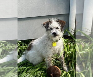 Poodle (Miniature)-Unknown Mix Dogs for adoption in Mukwonago, WI, USA