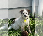Small Poodle (Miniature) Mix