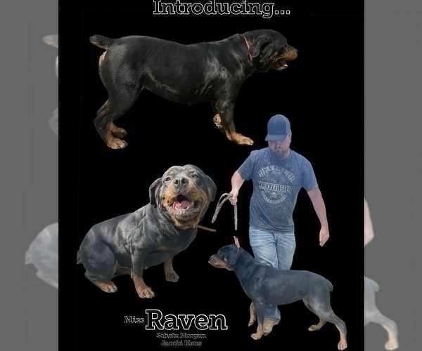 Medium Photo #1 Rottweiler Puppy For Sale in MOORELAND, IN, USA