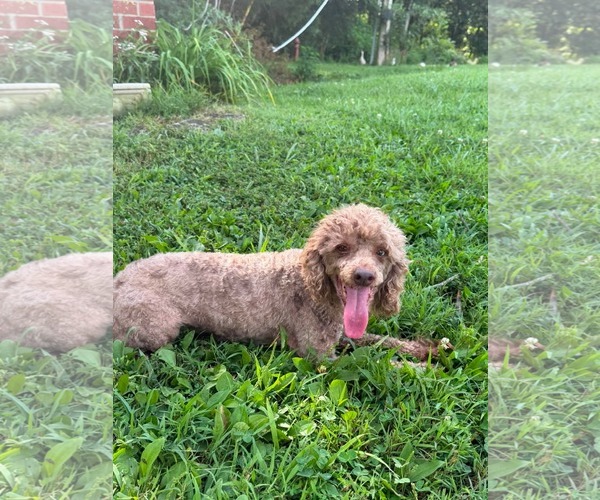 Medium Photo #2 Poodle (Miniature) Puppy For Sale in HOPKINSVILLE/PRINCETON, KY, NH, USA