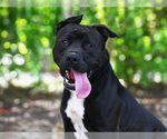 Small American Staffordshire Terrier Mix