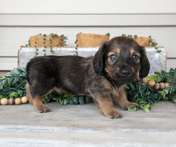 Medium Photo #8 Dachshund Puppy For Sale in NAPPANEE, IN, USA