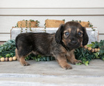 Puppy Tristian Dachshund