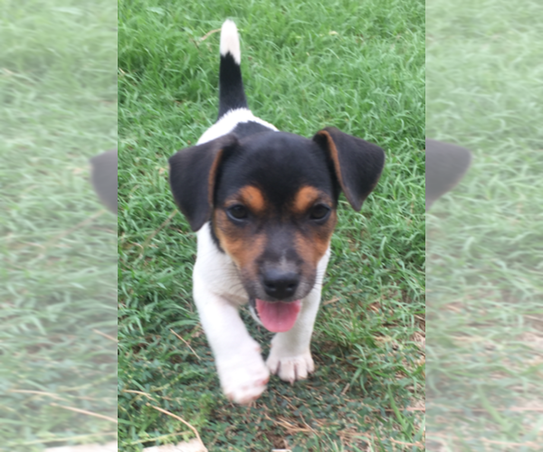 Medium Photo #7 Jack Russell Terrier Puppy For Sale in SIDNEY, TX, USA