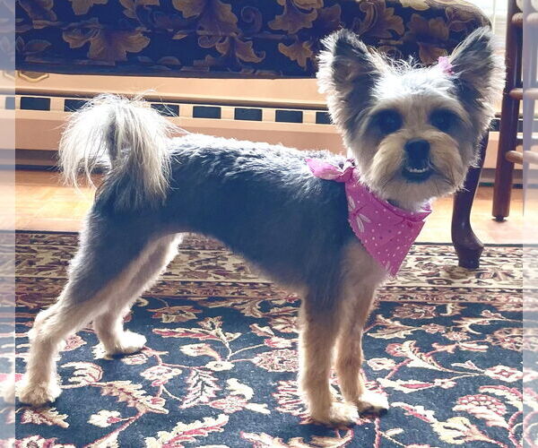 Medium Photo #4 Mutt Puppy For Sale in Allentown,, PA, USA