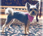 Small #3 Mutt