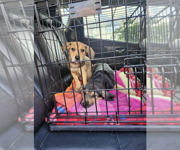 Medium Photo #3 Mutt Puppy For Sale in Springdale, PA, USA