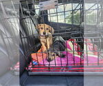 Small #2 Mutt