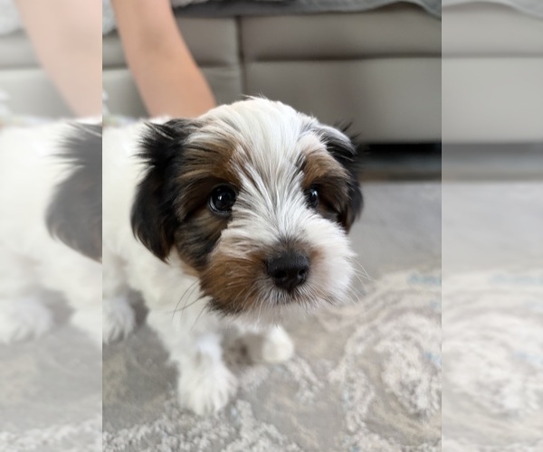 Medium Photo #3 Yorkshire Terrier Puppy For Sale in LAKEWOOD RANCH, FL, USA